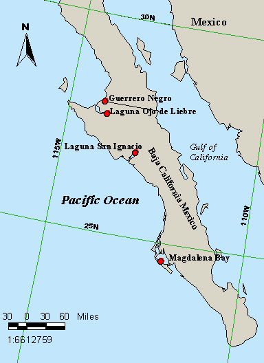 Gray whale nurseries in Baja California